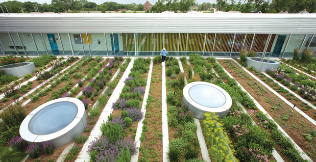 A Rooftop Haven for Urban Agriculture