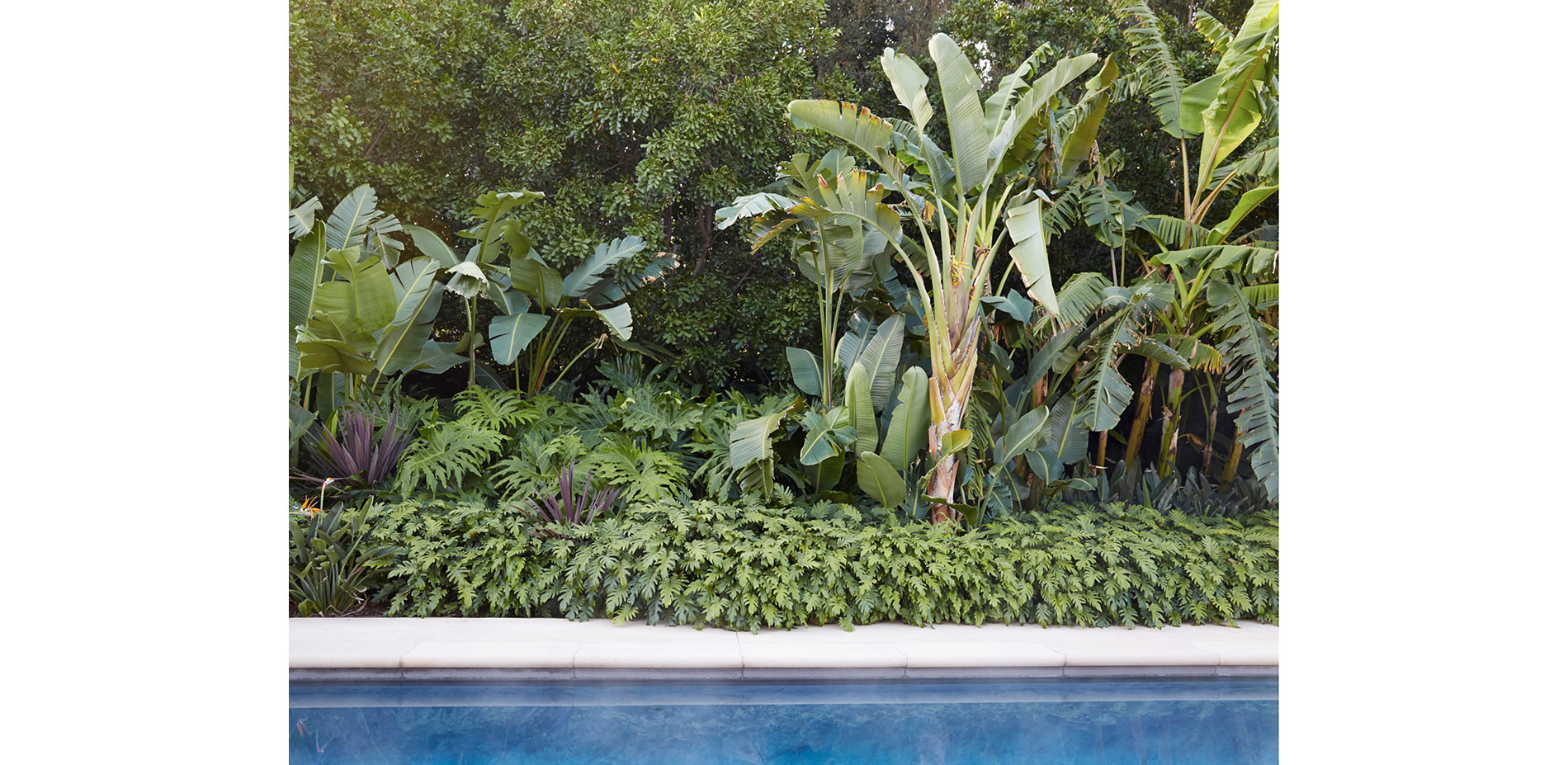 Large-leafed Tropical Plants Around the Pool