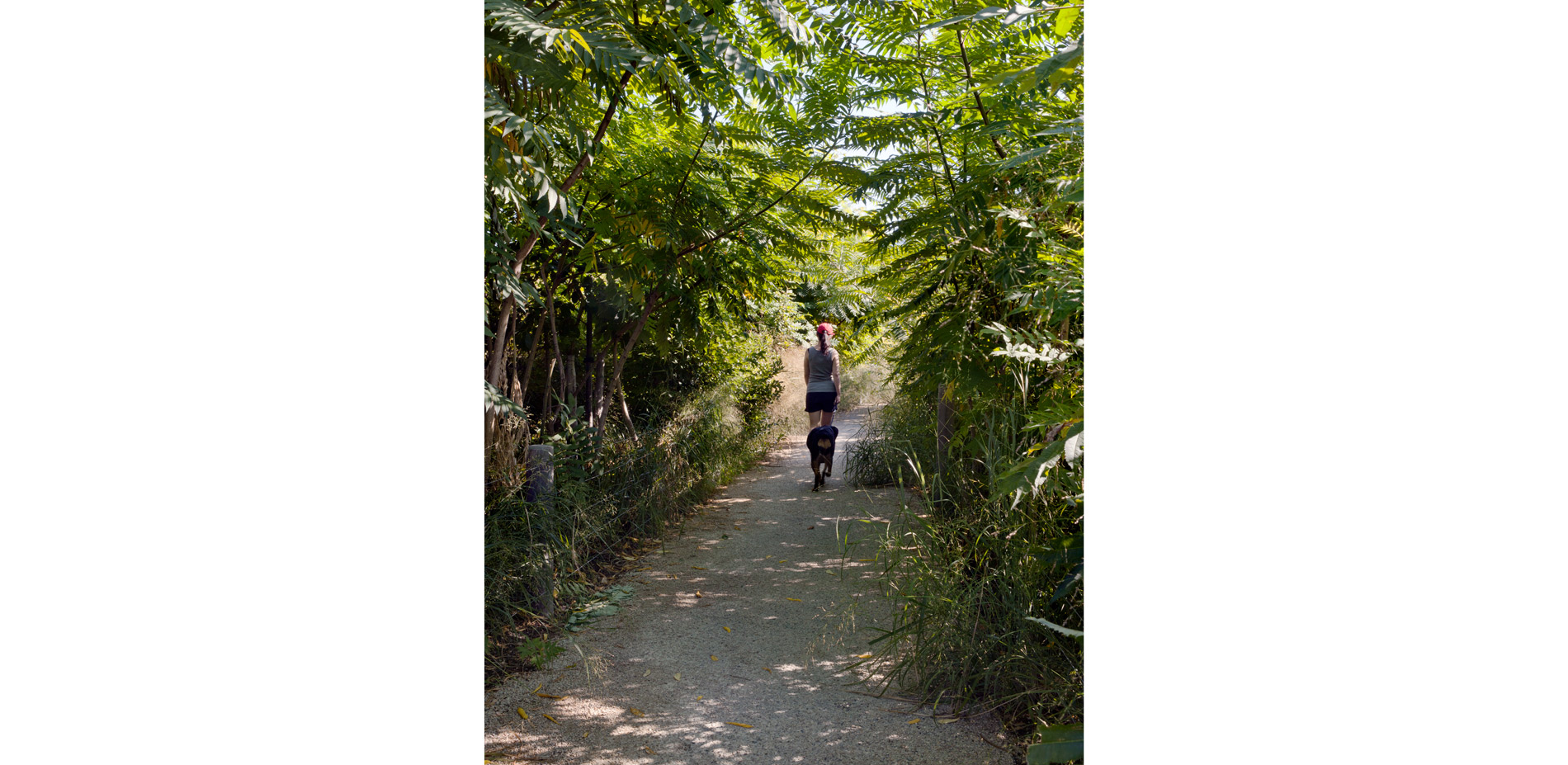 The sumac thicket, which provides immediate canopy and striking fall color, will be succeeded by young forest trees over time. The park design adhered…