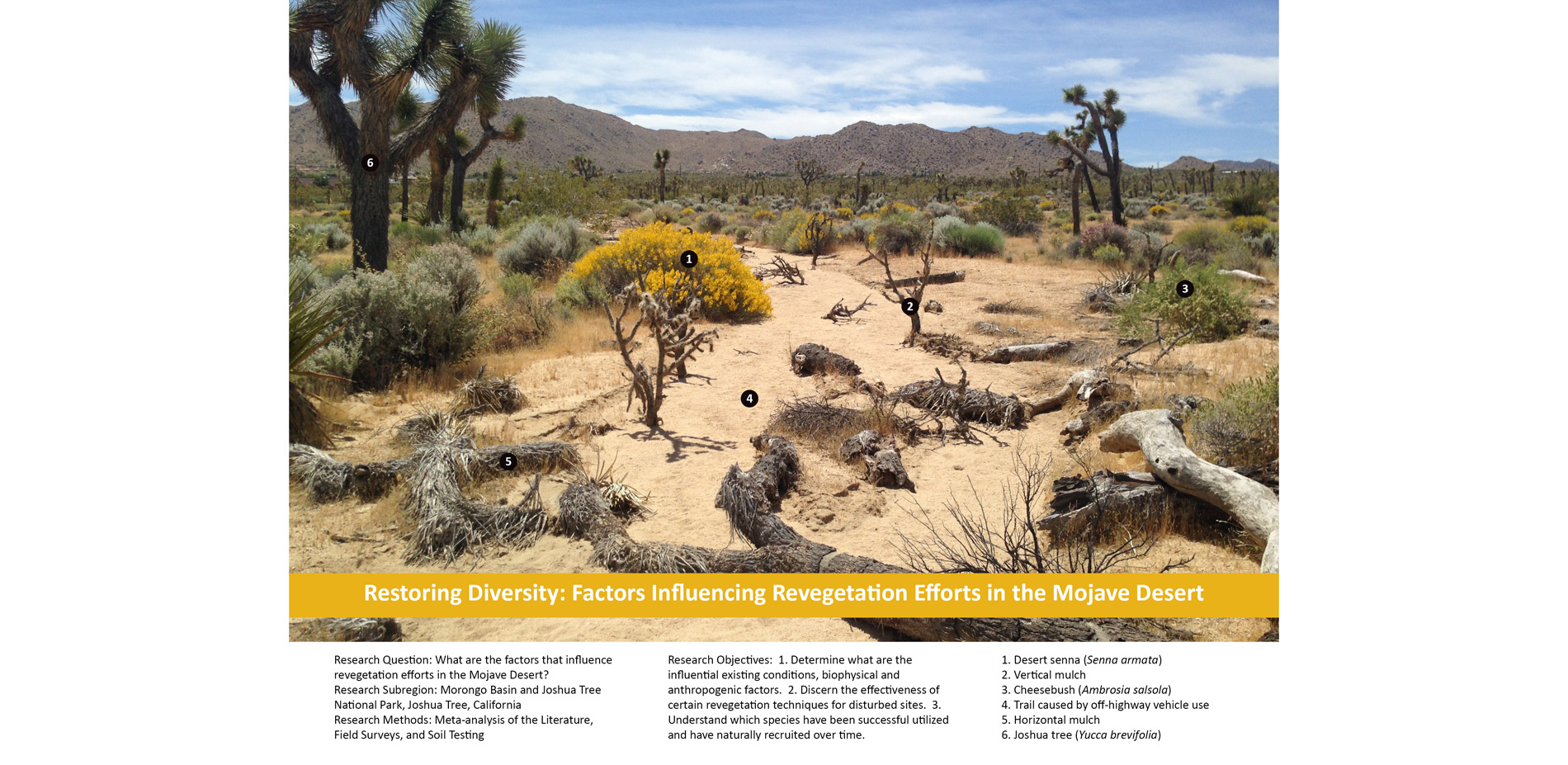 Factors influencing revegetation efforts in the Mojave Desert. Top image: Illegal trail restored with mulch treatments, MDLT.…