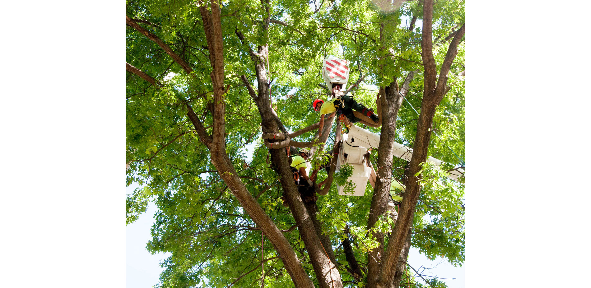 Working with arborists and a team from the Missouri Botanical Garden that we had collaborated with since the inception of the project, they managed th…