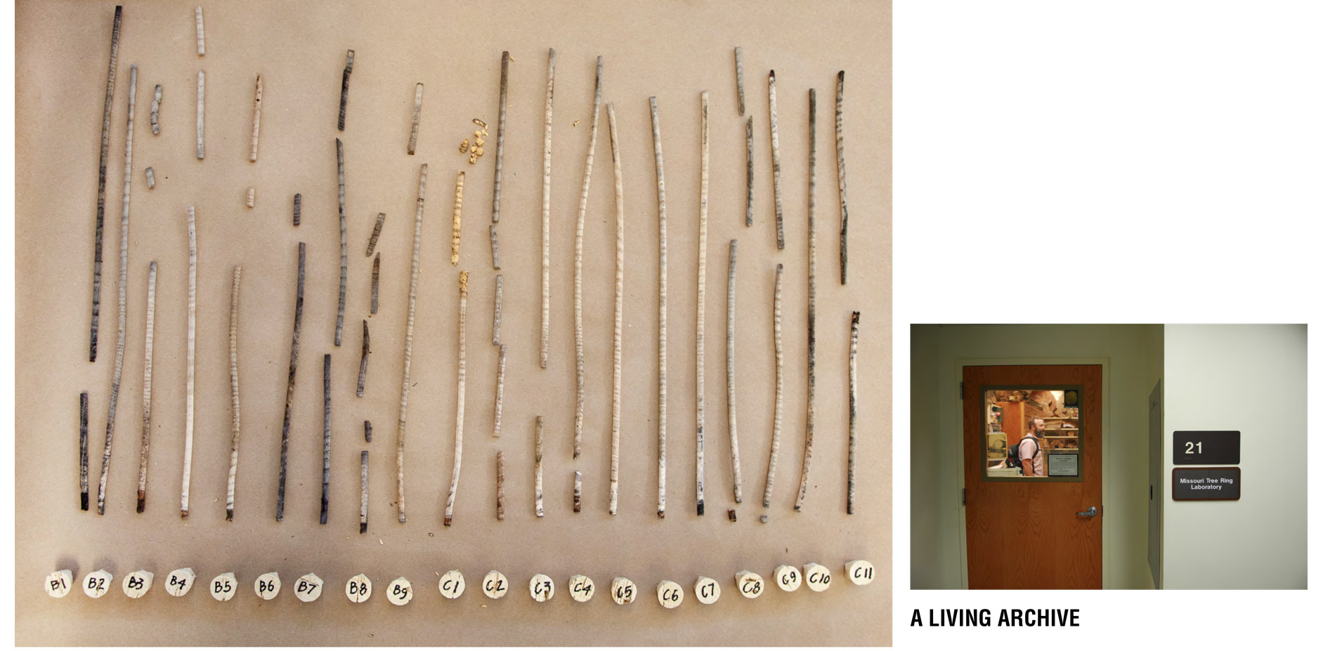 Using traditional techniques of tree coring we gained an understanding of the environmental stresses and historical episodes that inhere with the tree…