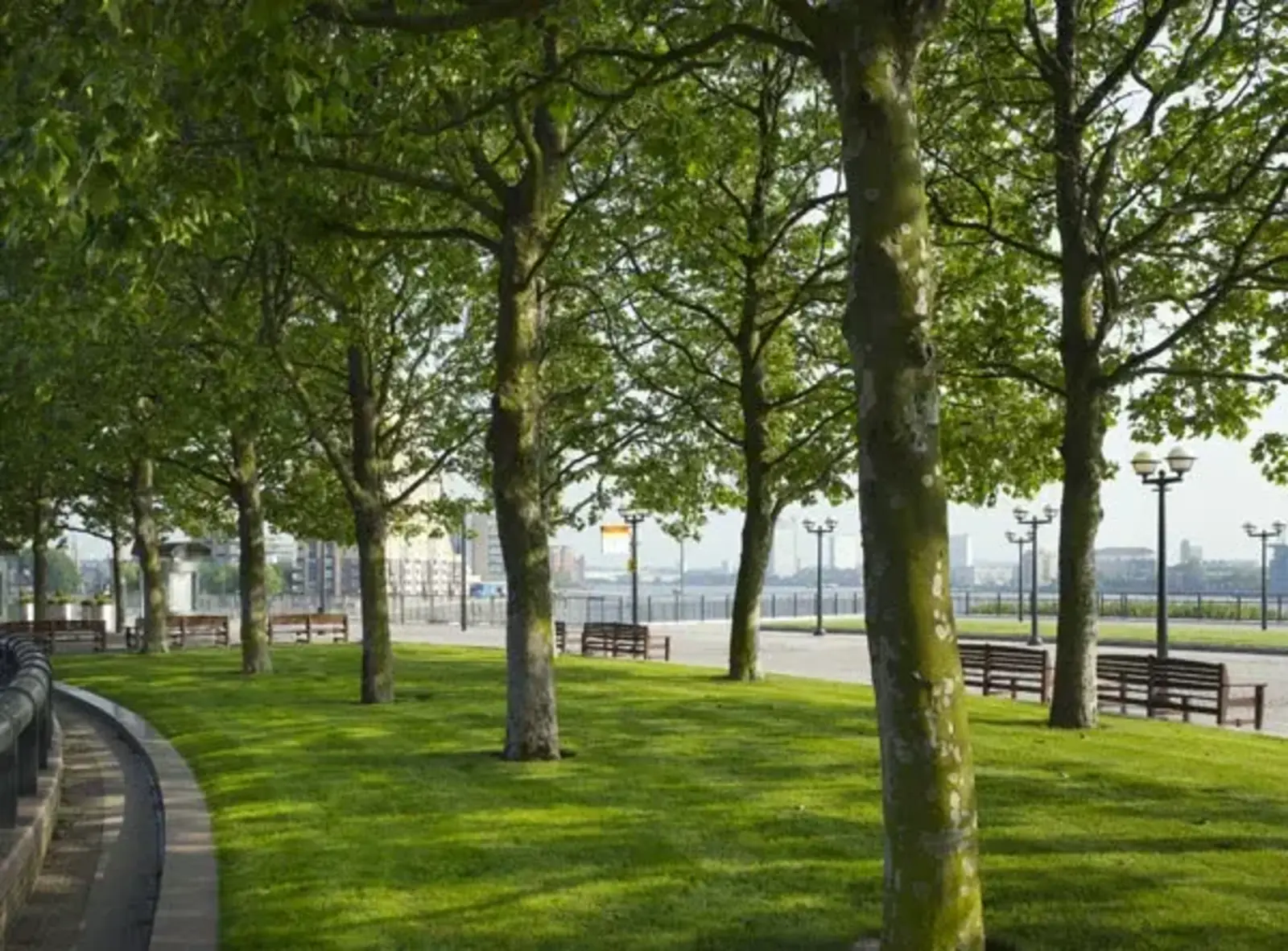 Canary Wharf Trees / Photo credit: Dennis Gilbert