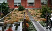 ASLA Honor Award Recipient, Mount Tabor Middle School Rain Garden by Kevin Robert Perry, ASLA (Photo: Kevin Robert Perry)