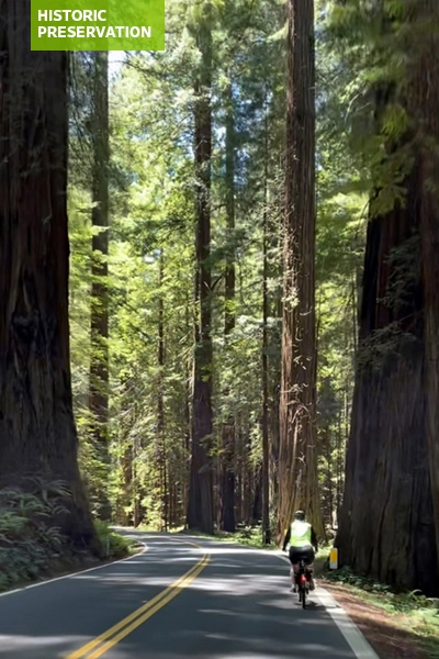 A cyclist amidst redwood trees