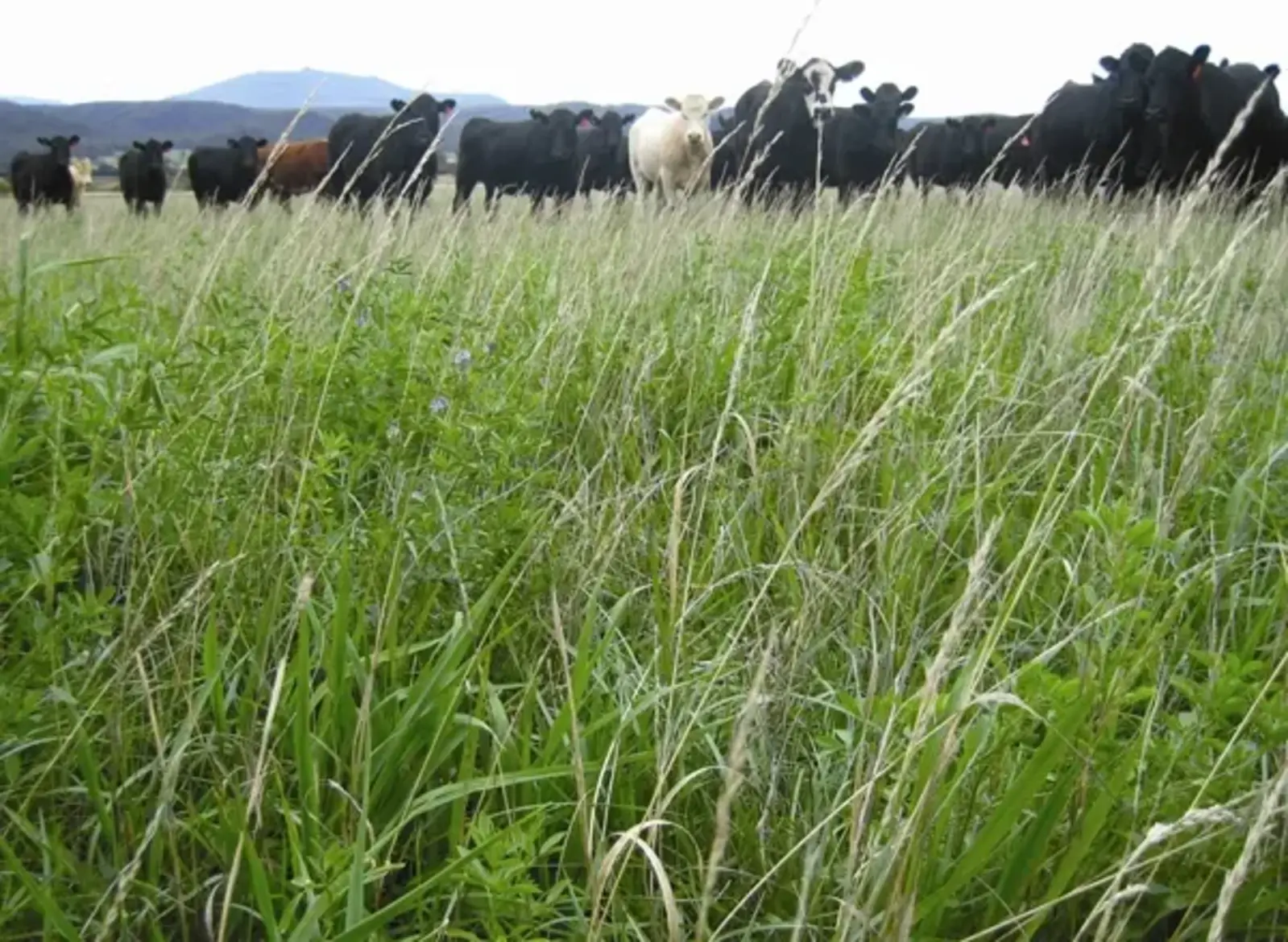 Carbon farming / Australia Department of Food and Agriculture