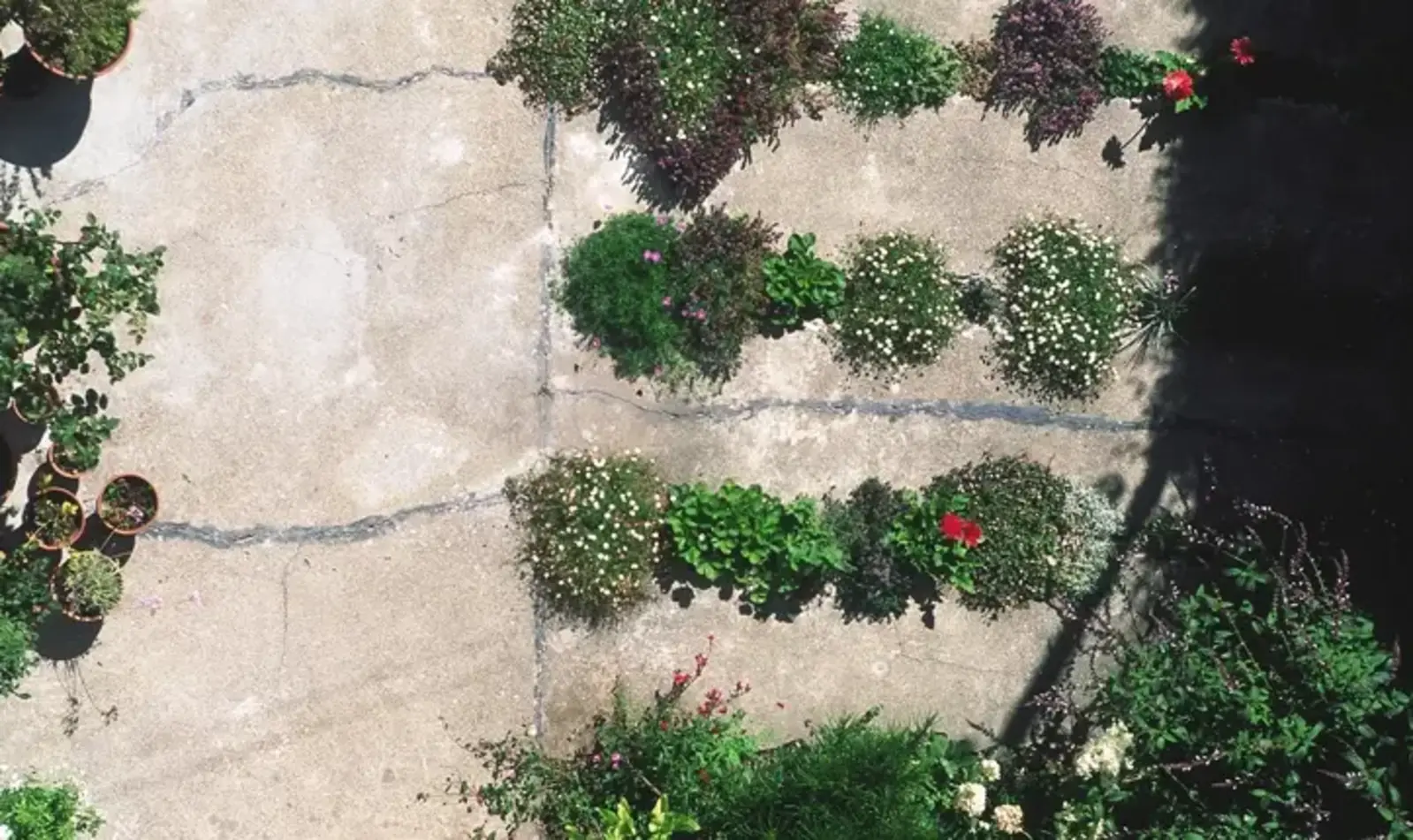 ASLA Honor Award Recipient, The Crack Garden by CMG Landscape Architecture (Photo: Tom Fox)