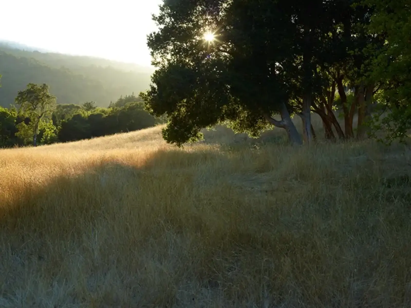 Meadow by Blasen Landscape Architecture / Marion Brenner