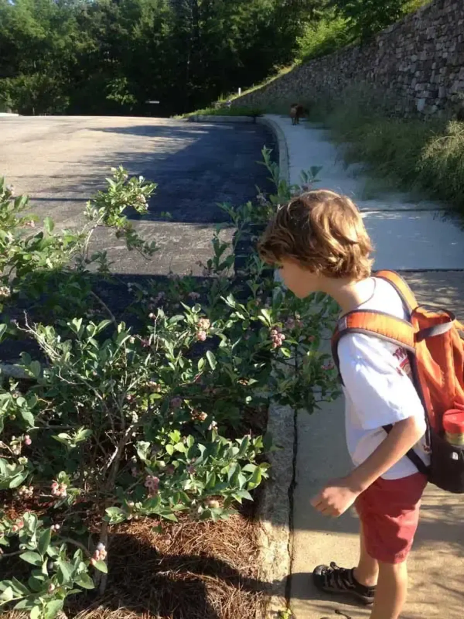 Serenbe edible landscape / Serenbe