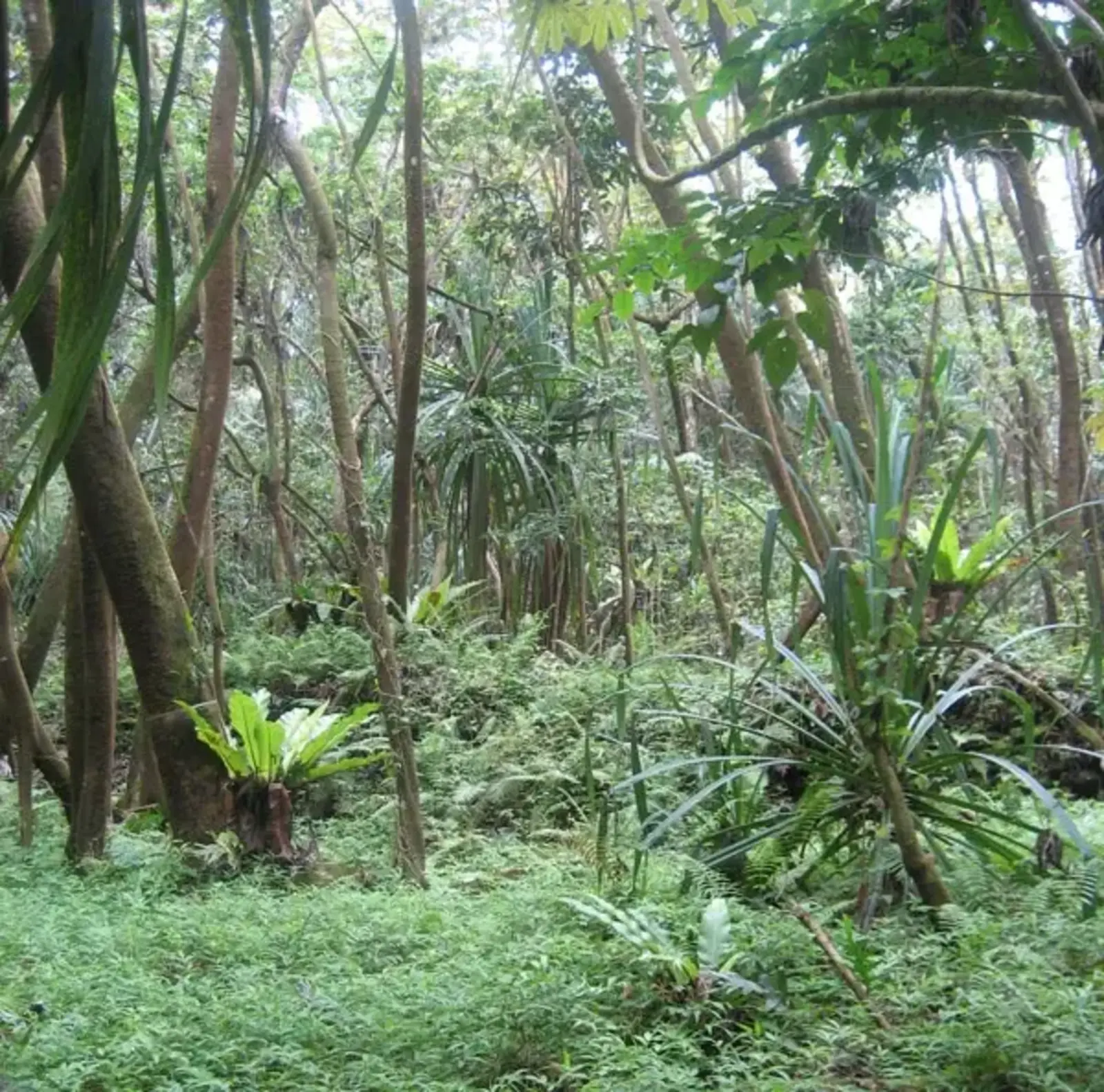Novel ecosystem in Hawaii. Image credit: Emma Marris