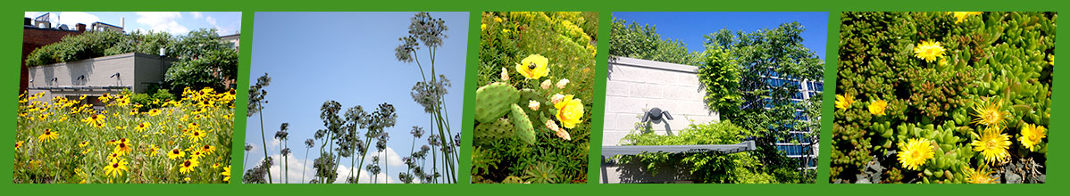 ASLA Green Roof photos