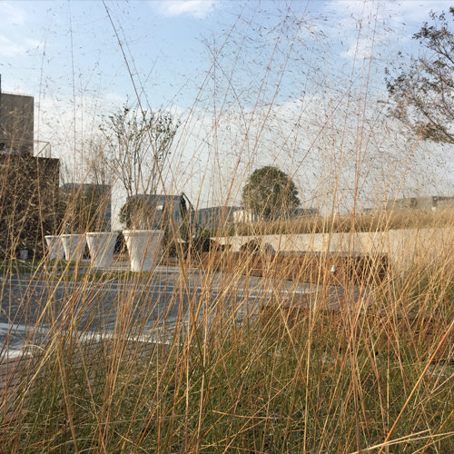 Ornamental grasses in autumn on the AECOM Green Roof