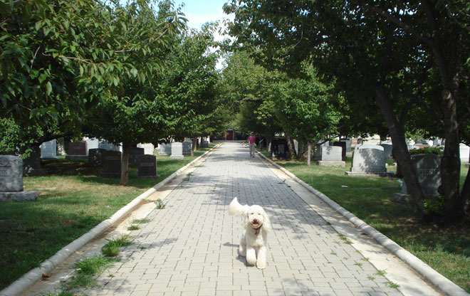cemetery12